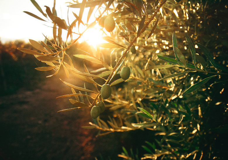 Groene Vakmensen: Tuinen, Landbouw, …